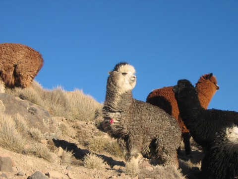 Alpakas am Parinacota
